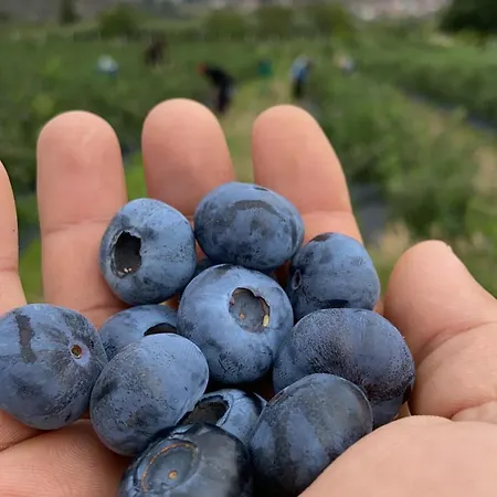 Quinta Da Cumieira Nova 別荘