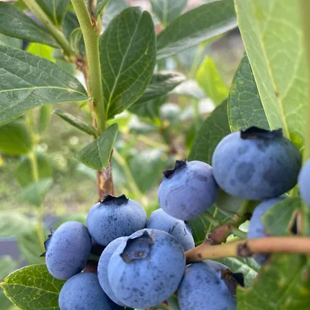 Hébergement de vacances Quinta Da Cumieira Nova