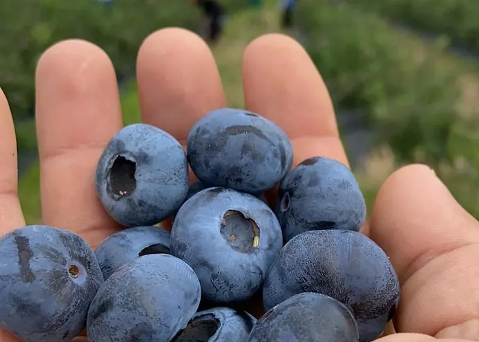 Quinta Da Cumieira Nova בית נופש