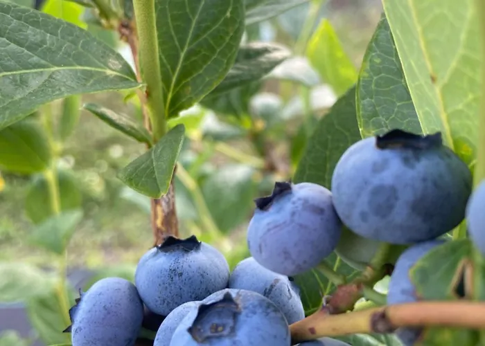 Casa de Férias Quinta Da Cumieira Nova